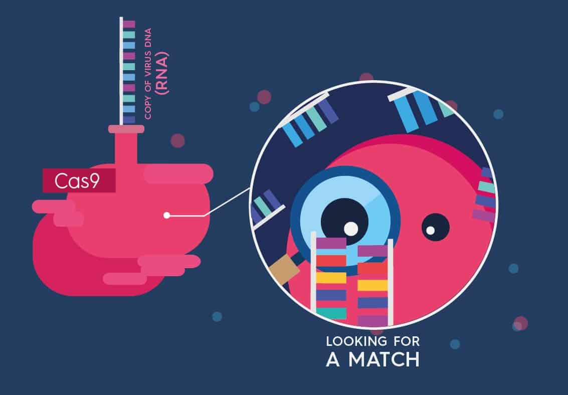 crispr-01 CRISPR-Cas9