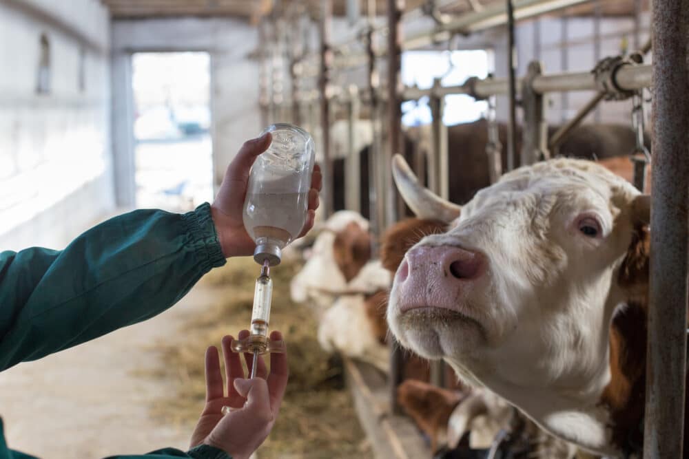istock-1096153436-1000x667-1 Veterinarian with medicine in front of cows. Image: i-Stock.