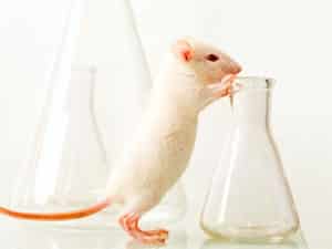rat-lab2_