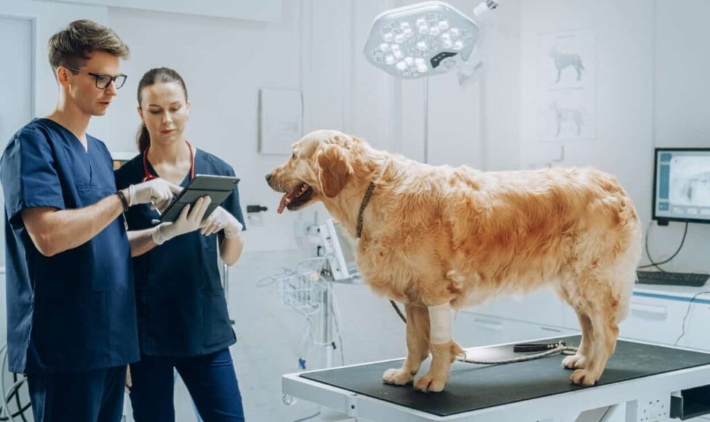 From 3D Printing to Extended Reality: The Vet Tech Revolution