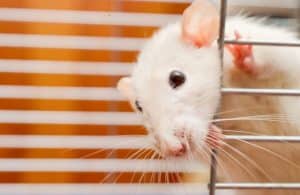 rat-lab_-1-300x195-1